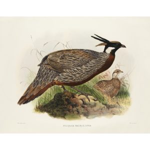 Pucras Pheasant. Daniel Giraud Elliot - Family of the Pheasants. Museum Quality Giclee Print by Heritage Prints.