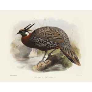 Duvaucel’s Pucras Pheasant. Daniel Giraud Elliot - Family of the Pheasants. Museum Quality Giclee Print by Heritage Prints.