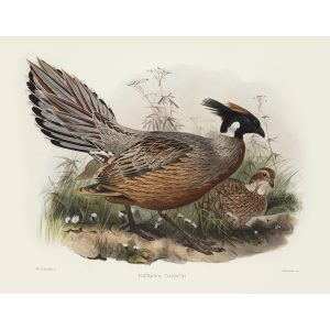 Darwin’s Pucras Pheasant, Daniel Giraud Elliot - Family of the Pheasants. Museum Quality Giclee Print by Heritage Prints.