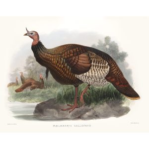 Wild Turkey. Daniel Giraud Elliot - Family of the Pheasants. Museum Quality Giclee Print by Heritage Prints.