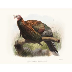 Mexican Turkey. Daniel Giraud Elliot - Family of the Pheasants. Museum Quality Giclee Print by Heritage Prints.