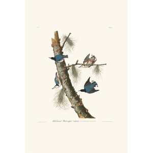 White-breasted Black-capped Nuthatch by John James Audubon. Birds of America. Heritage Prints. Museum Quality Giclee Print