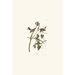 Yellow rump Warbler by John James Audubon. Birds of America. Heritage Prints. Museum Quality Giclee Print