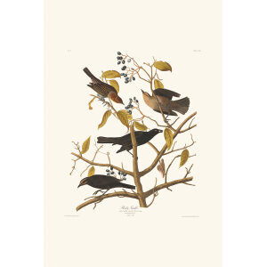 Rusty Grakle by John James Audubon. Birds of America. Heritage Prints. Museum Quality Giclee Print