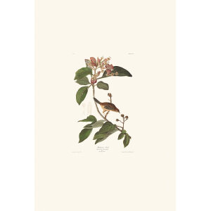 Bachmans Finch by John James Audubon. Birds of America. Heritage Prints. Museum Quality Giclee Print