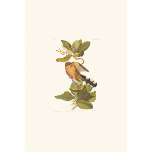 Mangrove Cuckoo by John James Audubon. Birds of America. Heritage Prints. Museum Quality Giclee Print