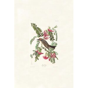 Pipiry Flycatcher by John James Audubon. Birds of America. Heritage Prints. Museum Quality Giclee Print