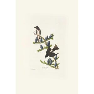 Olive-sided Flycatcher by John James Audubon. Birds of America. Heritage Prints. Museum Quality Giclee Print