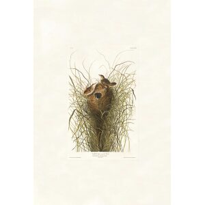 Nuttall's lesser-marsh Wren by John James Audubon. Birds of America. Heritage Prints. Museum Quality Giclee Print