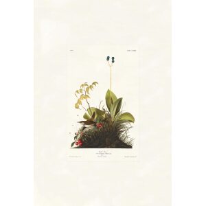 Wood Wren by John James Audubon. Birds of America. Heritage Prints. Museum Quality Giclee Print