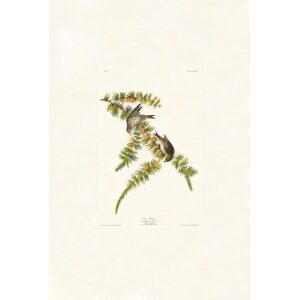 Pine Finch by John James Audubon. Birds of America. Heritage Prints. Museum Quality Giclee Print