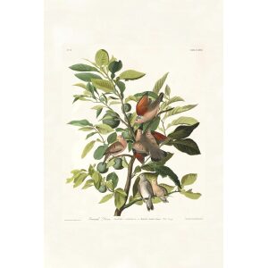 Ground Dove by John James Audubon. Birds of America. Heritage Prints. Museum Quality Giclee Print