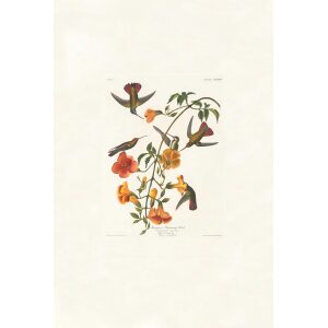 Mangrove Humming Bird by John James Audubon. Birds of America. Heritage Prints. Museum Quality Giclee Print