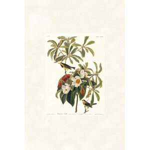 Bachman's Warbler by John James Audubon. Birds of America. Heritage Prints. Museum Quality Giclee Print