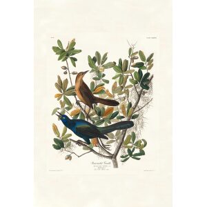 Boat-tailed Grackle by John James Audubon. Birds of America. Heritage Prints. Museum Quality Giclee Print