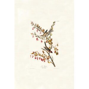 Tree Sparrow by John James Audubon. Birds of America. Heritage Prints. Museum Quality Giclee Print