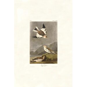 Snow Bunting by John James Audubon. Birds of America. Heritage Prints. Museum Quality Giclee Print