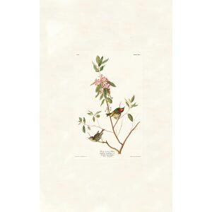 Ruby crowned Wren by John James Audubon. Birds of America. Heritage Prints. Museum Quality Giclee Print