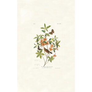 Brown headed Worm eating Warbler by John James Audubon. Birds of America. Heritage Prints. Museum Quality Giclee Print