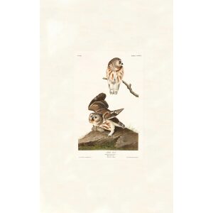 Little Owl by John James Audubon. Birds of America. Heritage Prints. Museum Quality Giclee Print