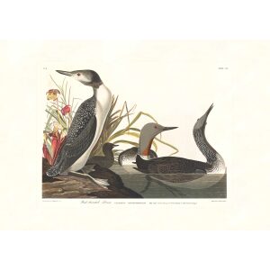 Red-Throated Diver by John James Audubon. Birds of America. Heritage Prints. Museum Quality Giclee Print