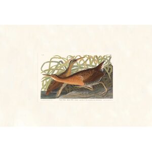 Fresh Water Marsh Hen by John James Audubon. Birds of America. Heritage Prints. Museum Quality Giclee Print