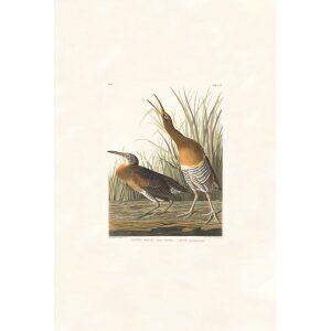 Salt Water Marsh Hen by John James Audubon. Birds of America. Heritage Prints. Museum Quality Giclee Print