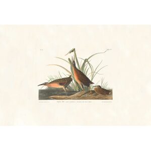 Virginia Rail by John James Audubon. Birds of America. Heritage Prints. Museum Quality Giclee Print