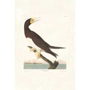 Booby Gannet by John James Audubon. Birds of America. Heritage Prints. Museum Quality Giclee Print