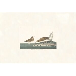 Wilson's Plover by John James Audubon. Birds of America. Heritage Prints. Museum Quality Giclee Print