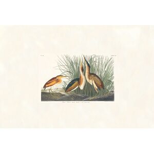 Least Bittern by John James Audubon. Birds of America. Heritage Prints. Museum Quality Giclee Print