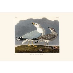 Common Gull by John James Audubon. Birds of America. Heritage Prints. Museum Quality Giclee Print