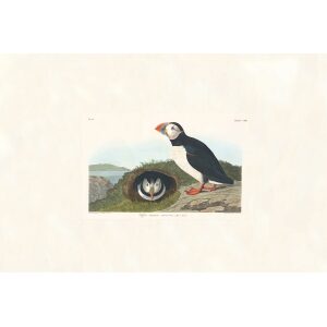 Puffin by John James Audubon. Birds of America. Heritage Prints. Museum Quality Giclee Print