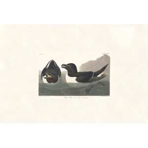 Razor Bill by John James Audubon. Birds of America. Heritage Prints. Museum Quality Giclee Print