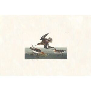 Hyperborean phalarope by John James Audubon. Birds of America. Heritage Prints. Museum Quality Giclee Print