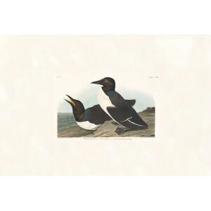 Foolish Guillemot by John James Audubon. Birds of America. Heritage Prints. Museum Quality Giclee Print