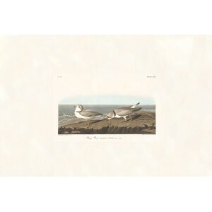 Piping Plover by John James Audubon. Birds of America. Heritage Prints. Museum Quality Giclee Print