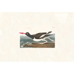 Pied Oyster-catcher by John James Audubon. Birds of America. Heritage Prints. Museum Quality Giclee Print