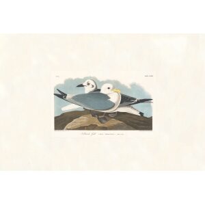 Kittiwake Gull by John James Audubon. Birds of America. Heritage Prints. Museum Quality Giclee Print