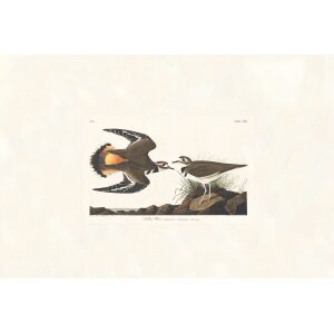 Kildeer Plover by John James Audubon. Birds of America. Heritage Prints. Museum Quality Giclee Print