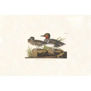 American Green winged Teal by John James Audubon. Birds of America. Heritage Prints. Museum Quality Giclee Print