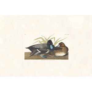 Scaup Duck by John James Audubon. Birds of America. Heritage Prints. Museum Quality Giclee Print