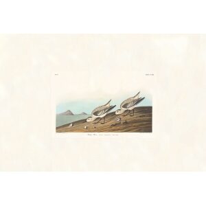 Ruddy Plover by John James Audubon. Birds of America. Heritage Prints. Museum Quality Giclee Print