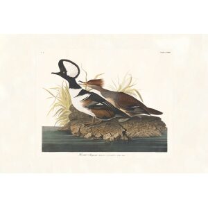 Hooded Merganser by John James Audubon. Birds of America. Heritage Prints. Museum Quality Giclee Print