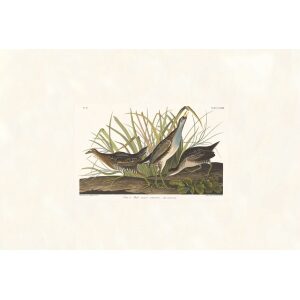 Sora or Rail by John James Audubon. Birds of America. Heritage Prints. Museum Quality Giclee Print