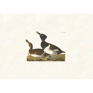 Tufted Duck by John James Audubon. Birds of America. Heritage Prints. Museum Quality Giclee Print