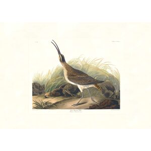 Great Esquimaux Curlew by John James Audubon. Birds of America. Heritage Prints. Museum Quality Giclee Print