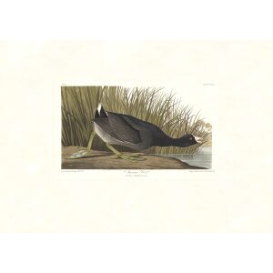 American Coot by John James Audubon. Birds of America. Heritage Prints. Museum Quality Giclee Print