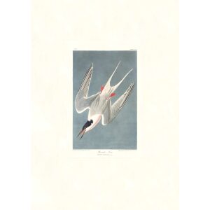 Roseate Tern by John James Audubon. Birds of America. Heritage Prints. Museum Quality Giclee Print