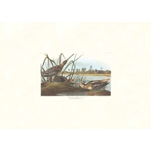 American Snipe by John James Audubon. Birds of America. Heritage Prints. Museum Quality Giclee Print